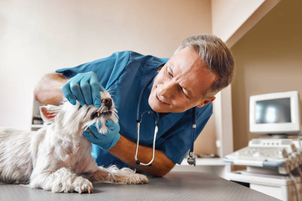  San Fernando, CA Emergency Dentist Pros